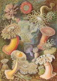 Ernst Haeckel.jpeg