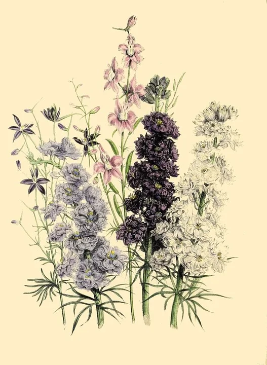botanical-print-3353882_960_720.jpg