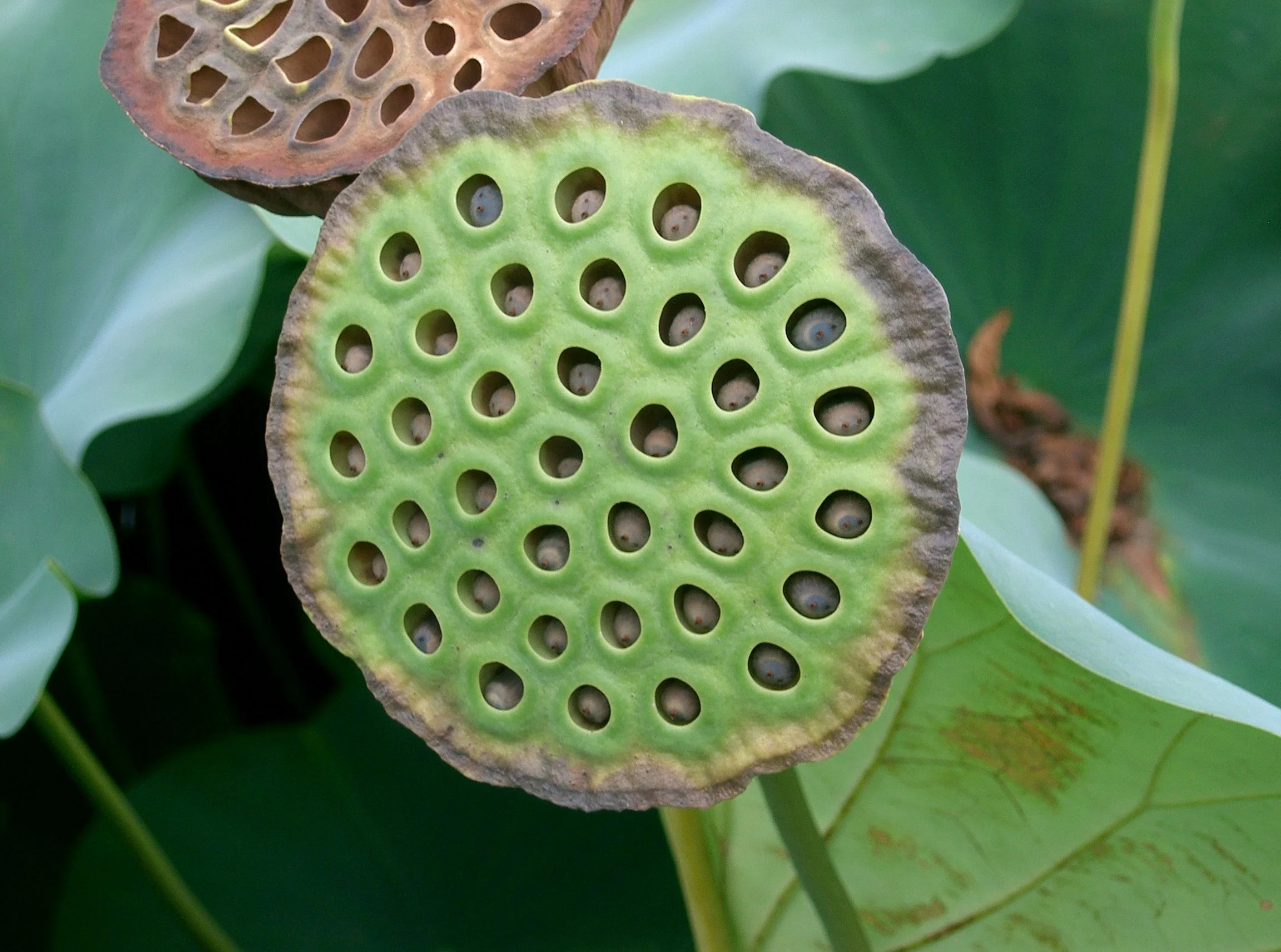 Nelumbo_nucifera5.jpg