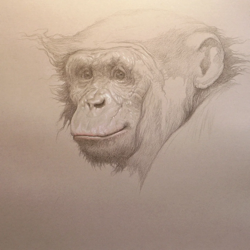 Study, Bonobo, 2015