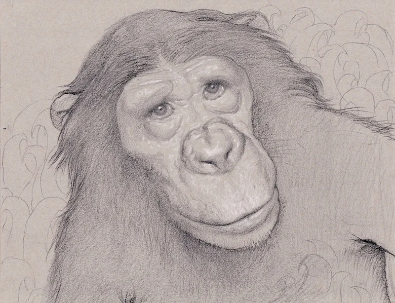 Bonobo Study, 2016