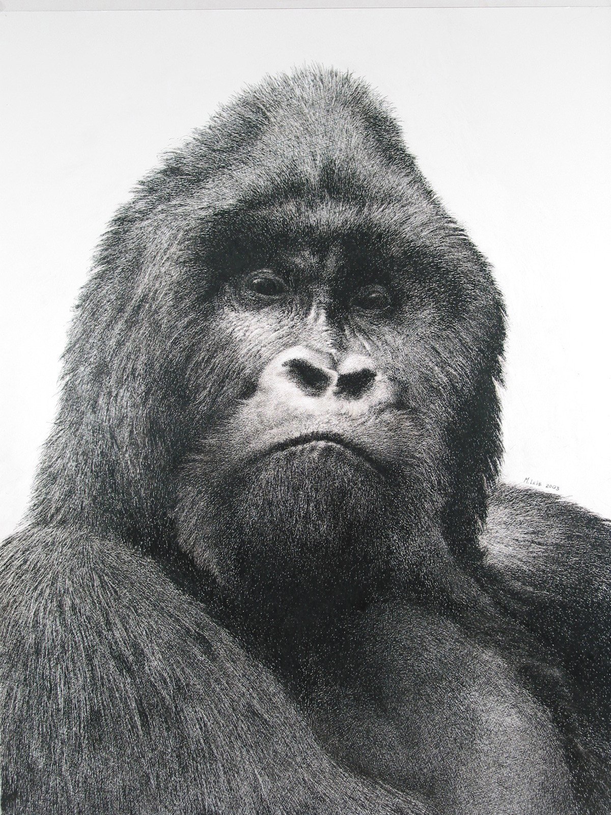 Gorilla G2-JPEG.jpg