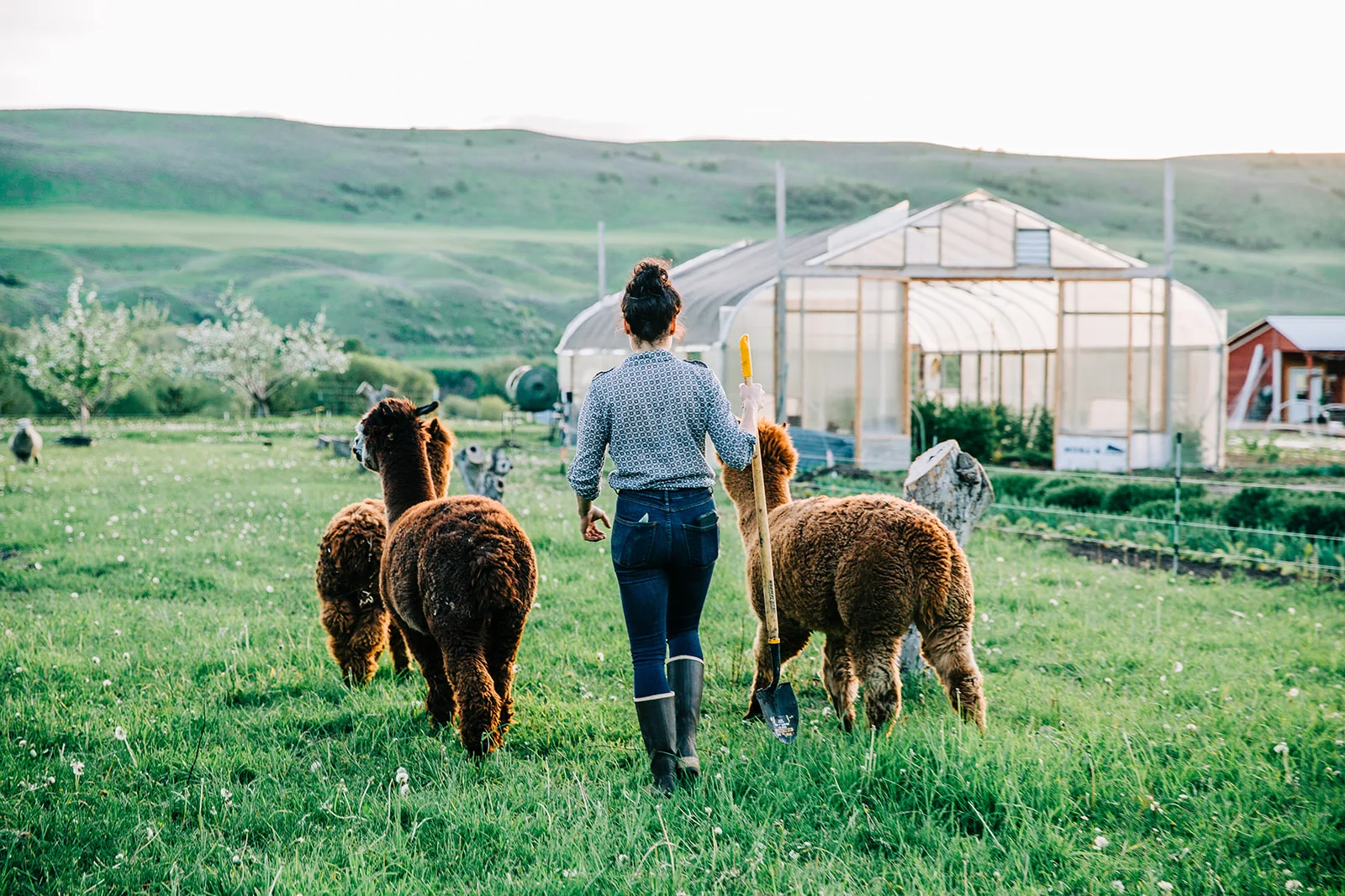 Red barn clear greenhouse this is paradise alpaca farm animals venue ideas brown alpacas alpaca herding goals soft bright lighting professional commercial photo shoot professional photographer bella alder photography #paradisevalleyorchard #paradiseutah #uniquefarmanimals #venueinspo #rustic #country #bellaalderphotography #commercialphotoshoot #photoshoot #field #alpaca #farmanimals