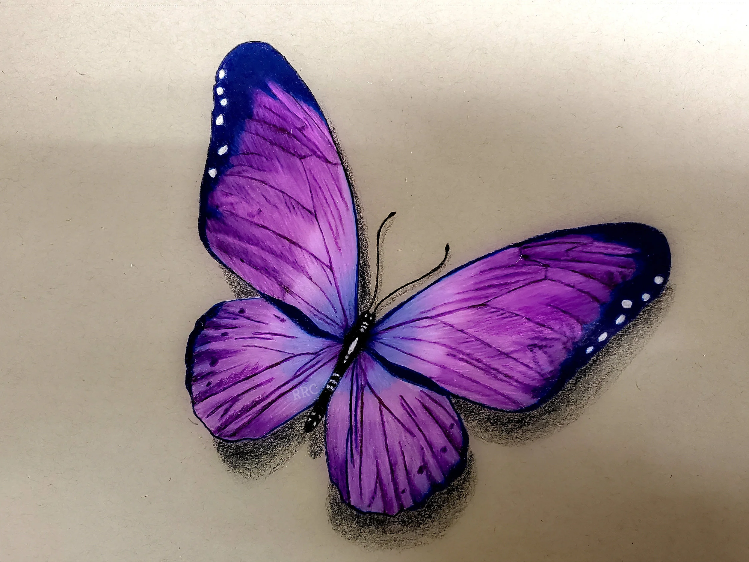 Butterfly(1).jpg