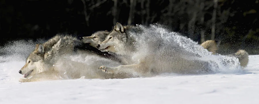 pack-of-grey-wolves-running-through-john-hyde.jpg