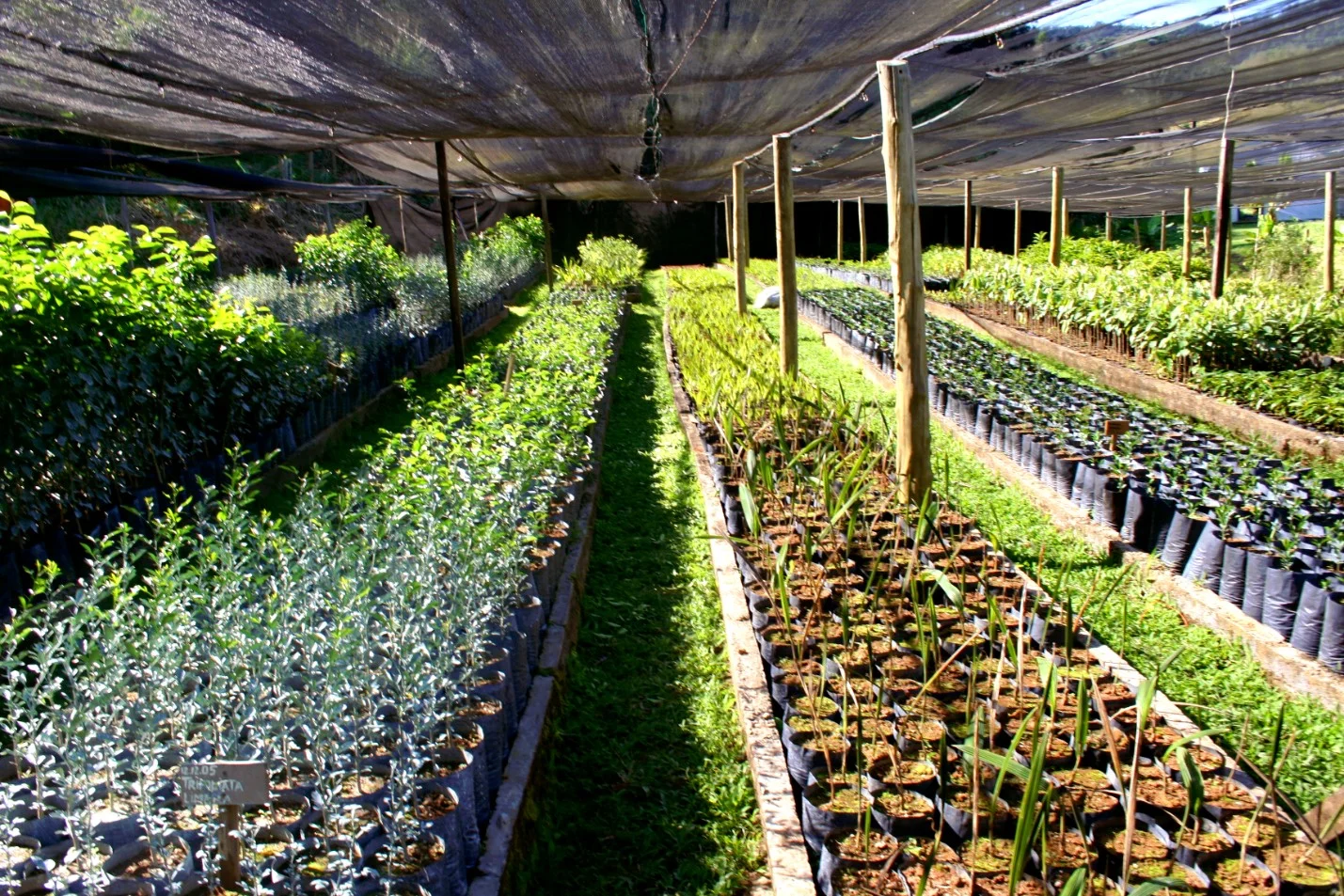 replant2.jpg