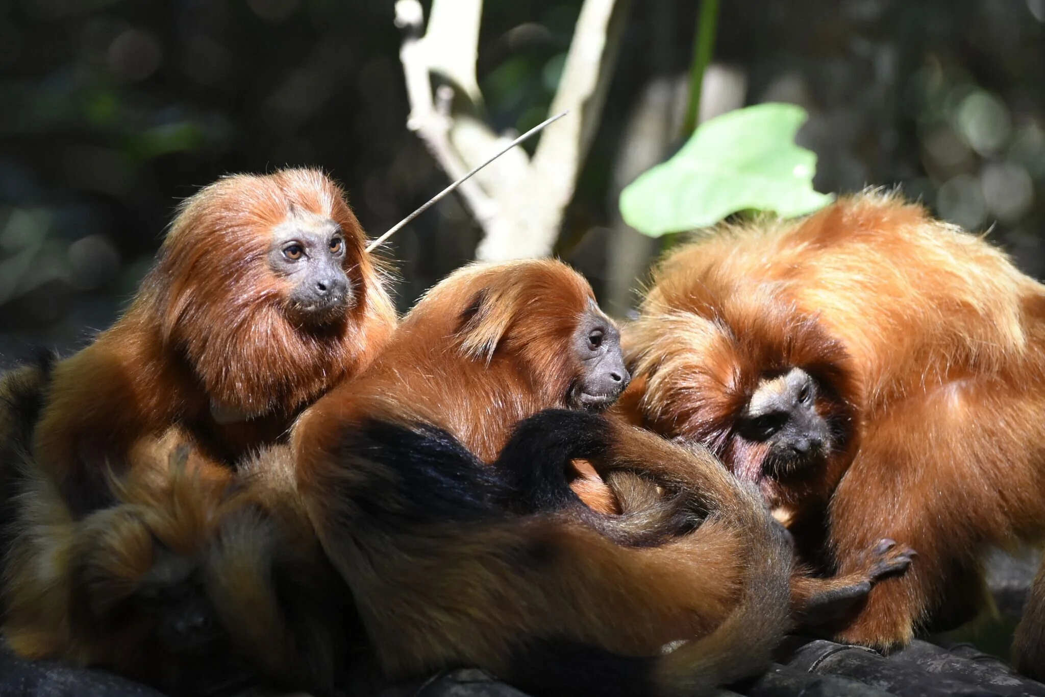 Golden Lion Tamarin Updates on Earth Day's 50th Anniversary