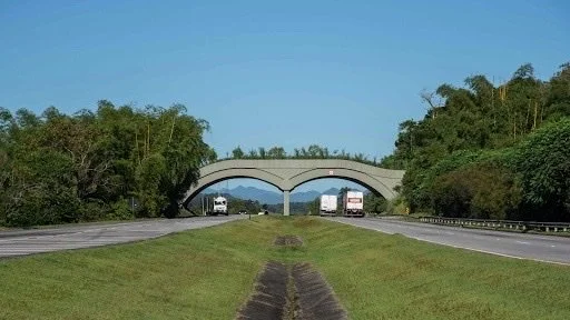 GLTs Expected to Cross Wildlife Bridge Soon