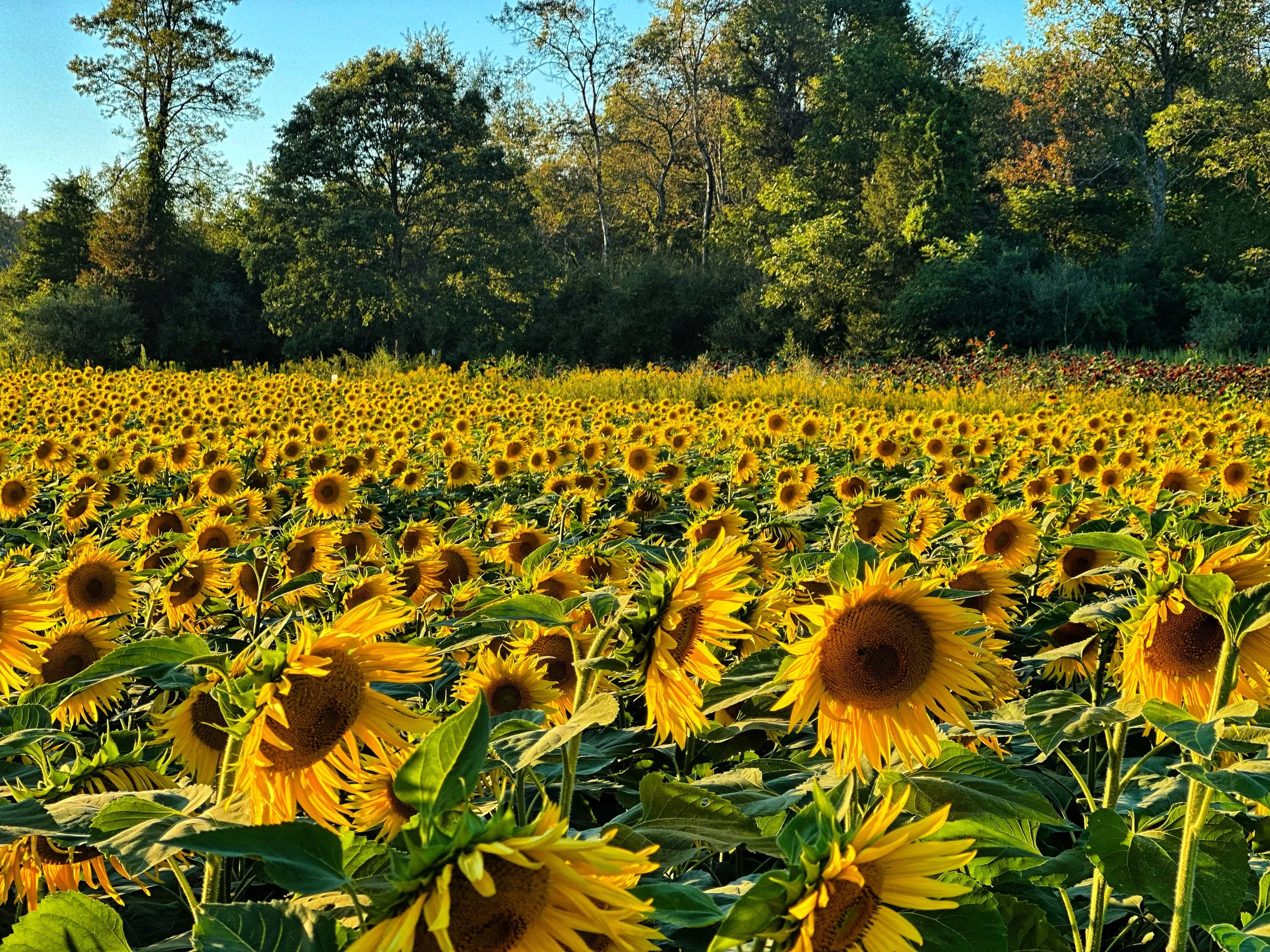 Sussex County Sunflower Maze