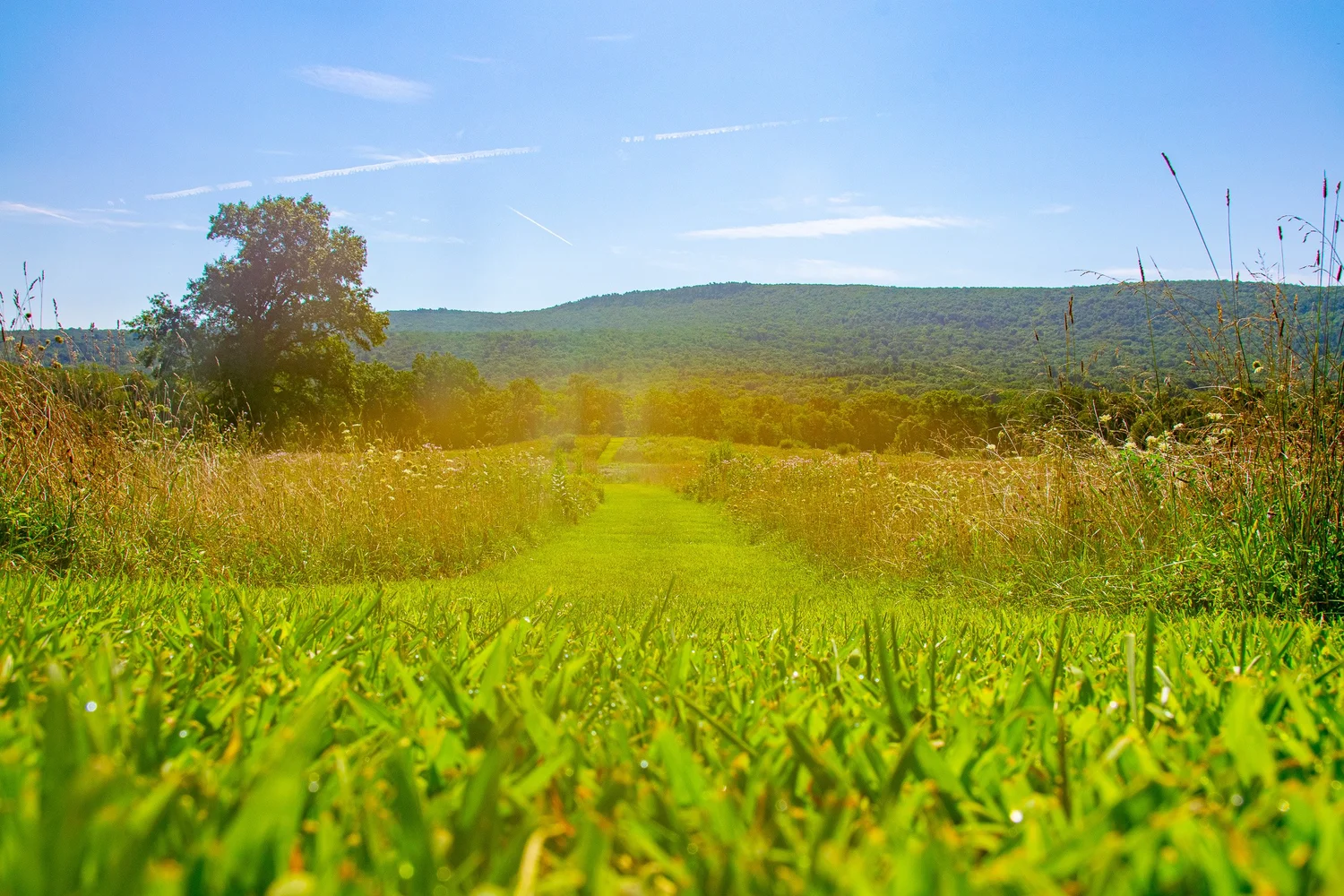 Wildlife in the Walpack Valley fields