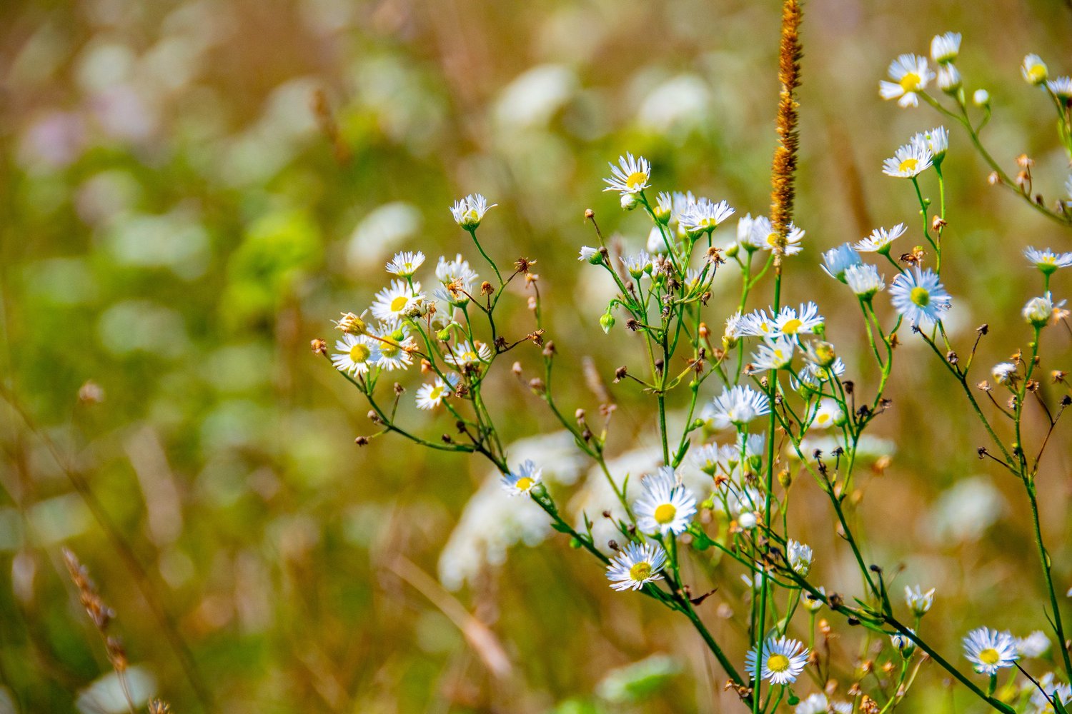 Walpack Valley nature