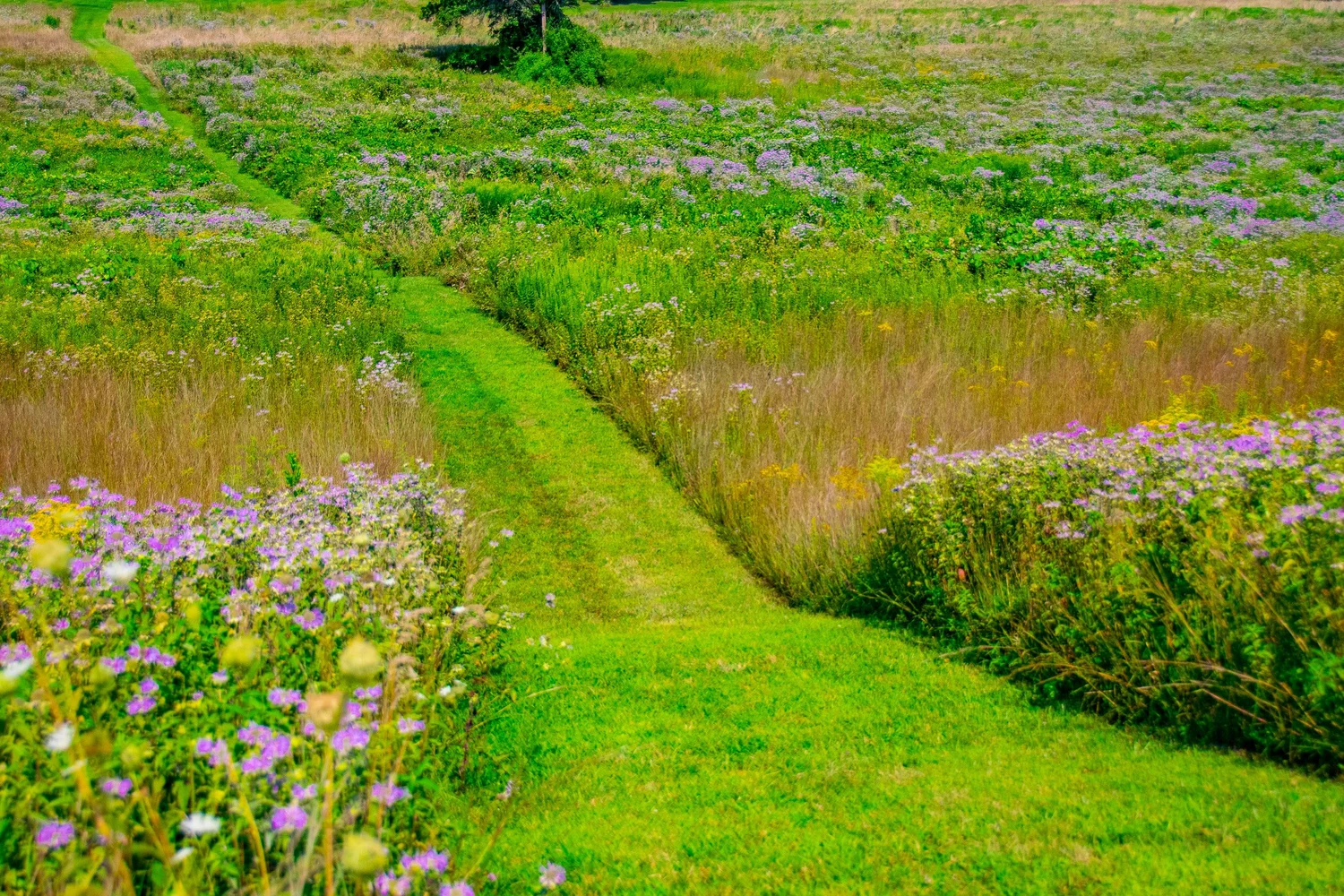 The fields surrounding the Walpack Inn