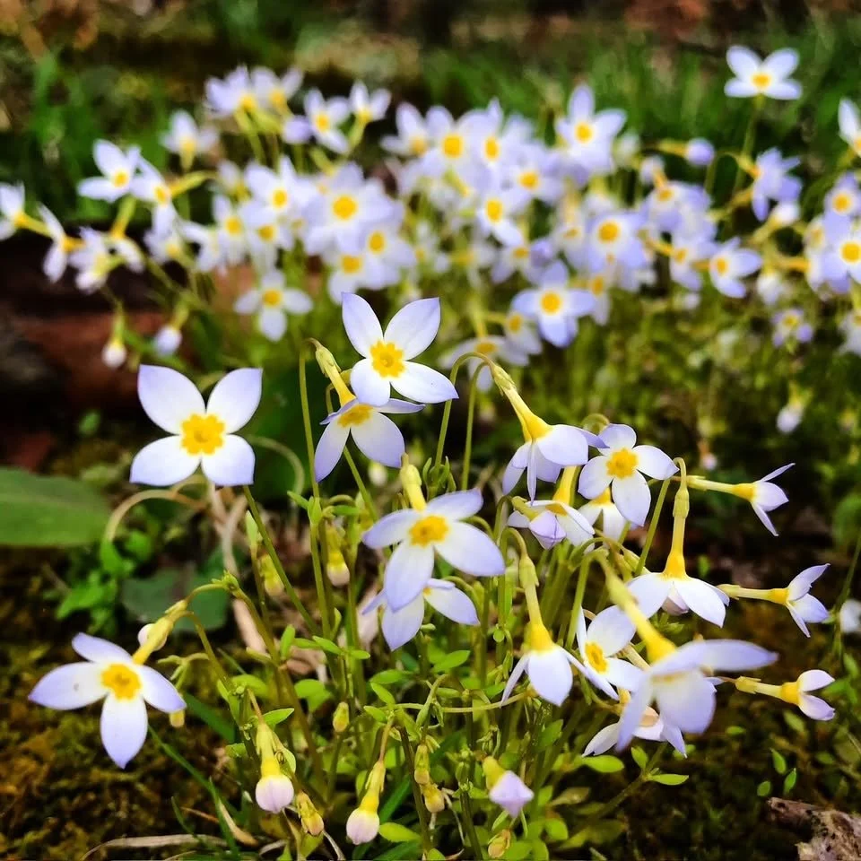 spring_wildflowers_closeup.JPG