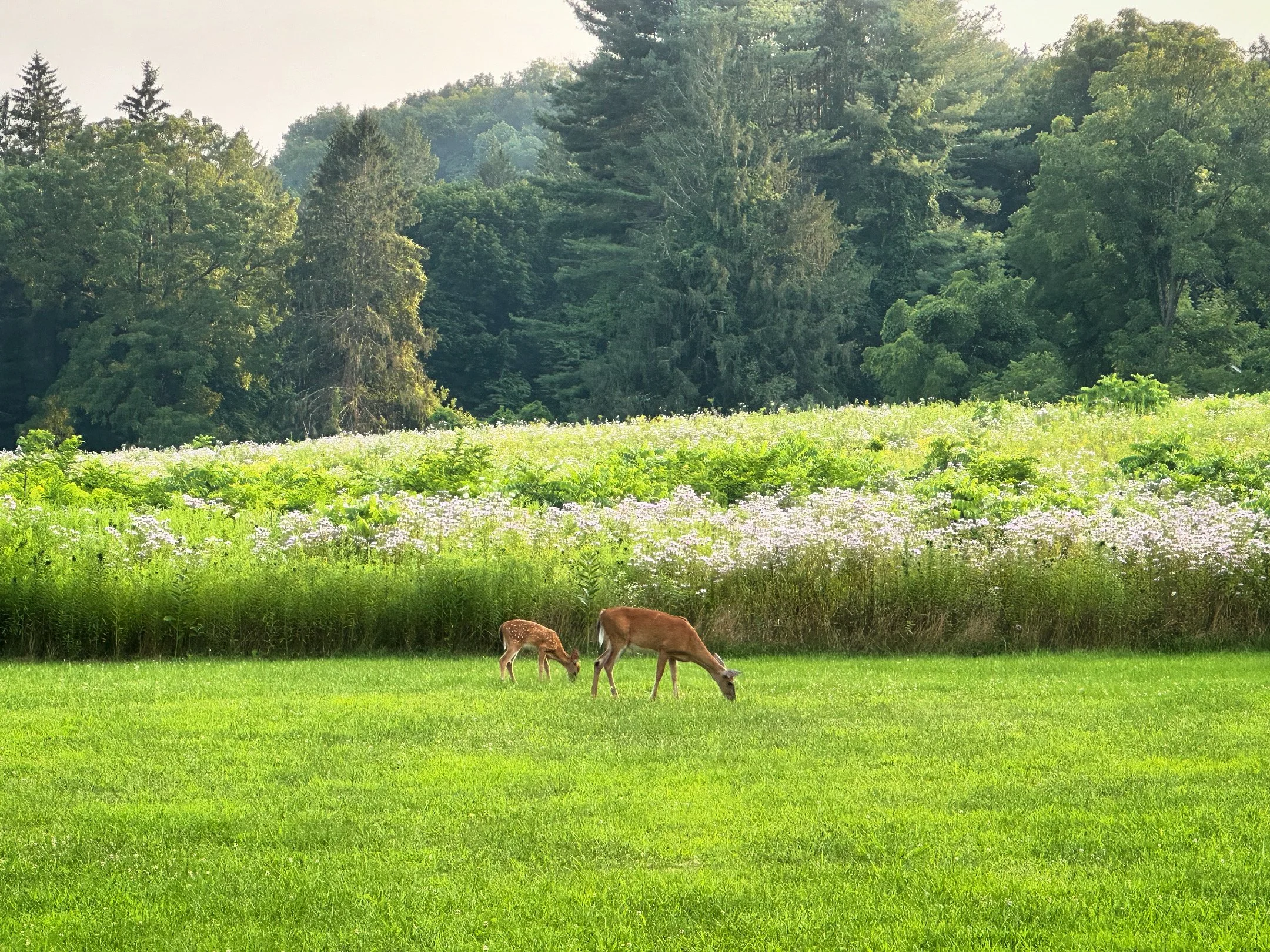 deer_grazing_summer_field.JPG