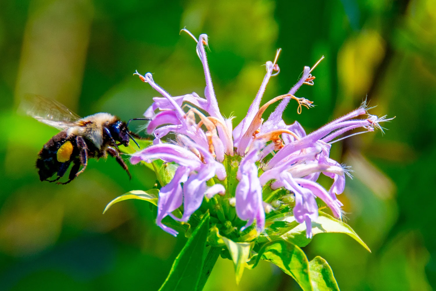 Bee balm