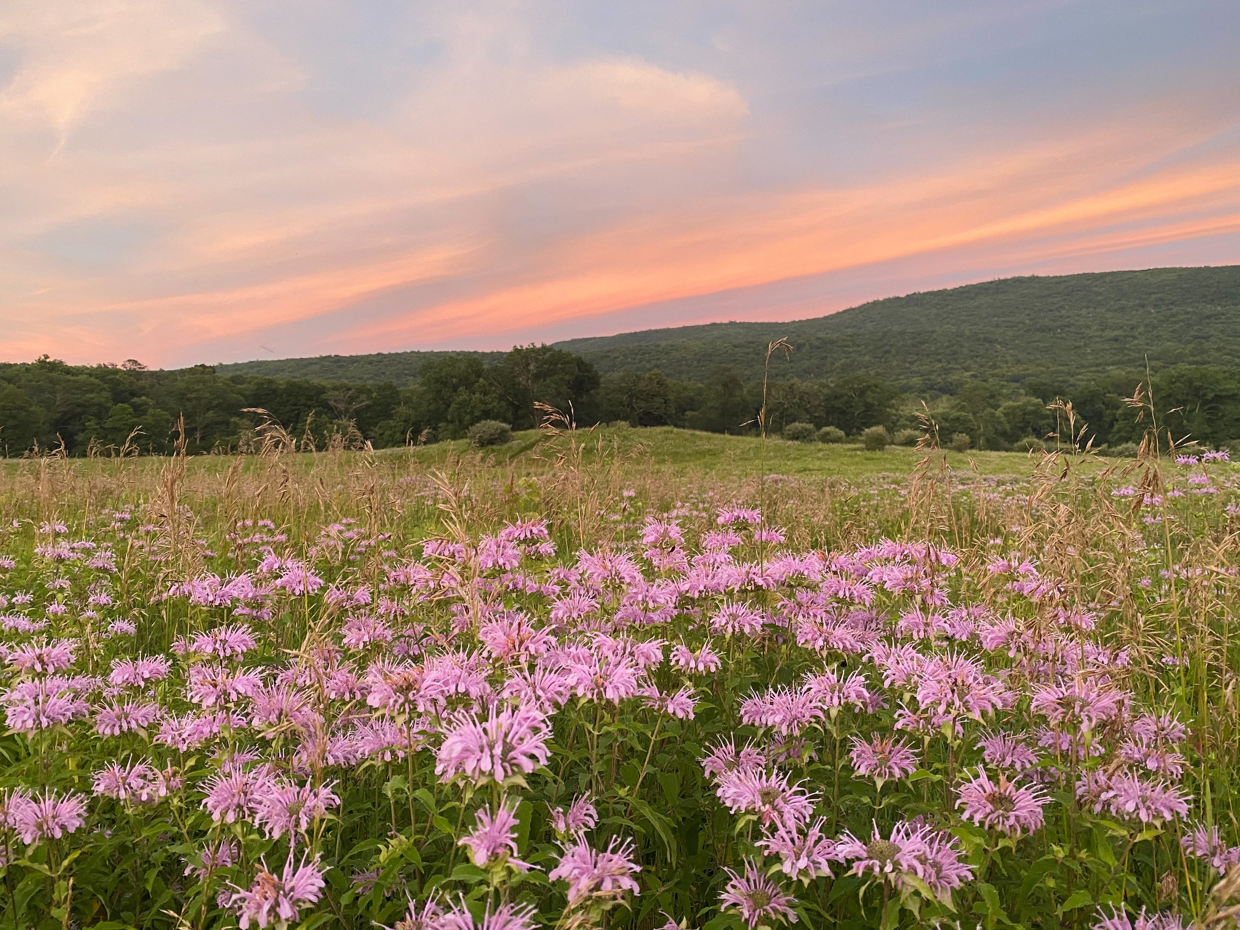 bee balm in field
