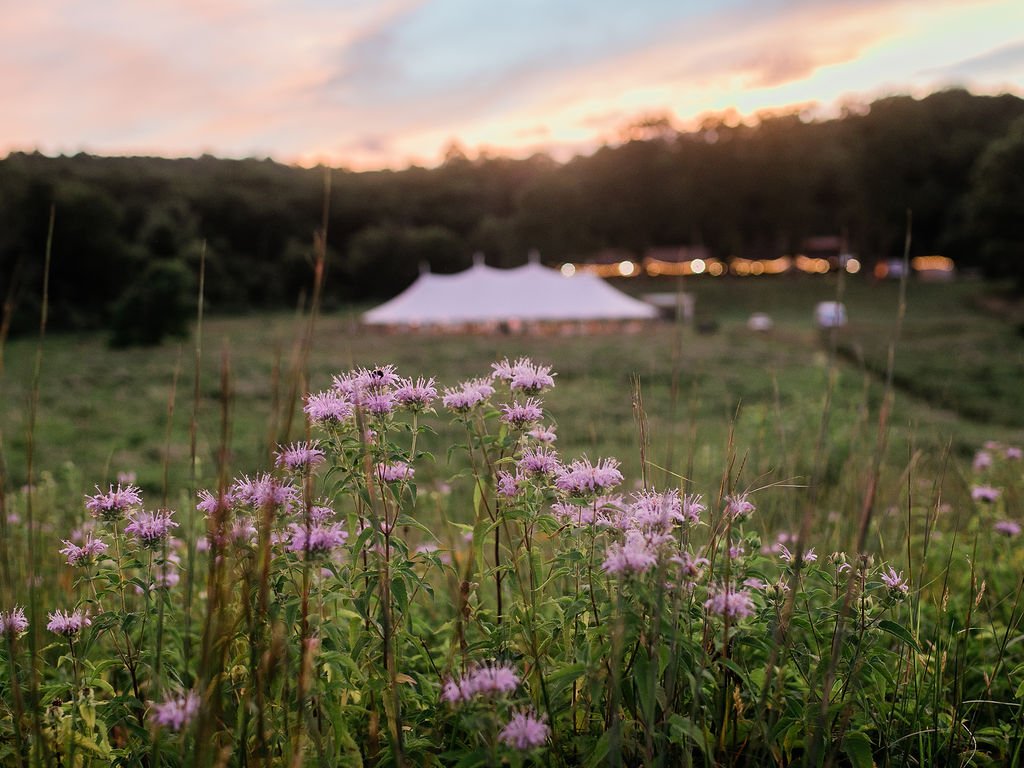 wildflower_field_summer.jpg