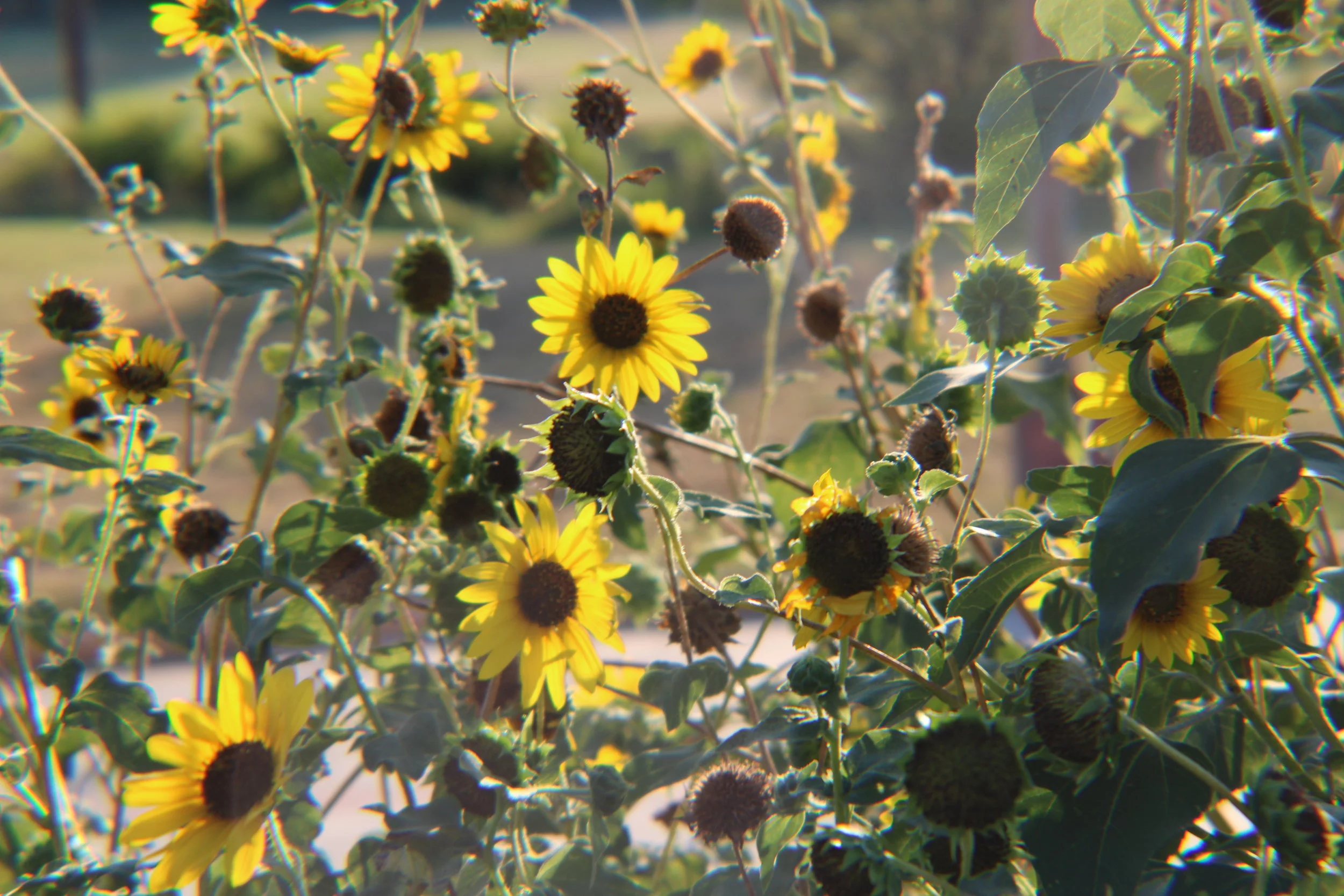 Sunflowers are dope. That is why they here.