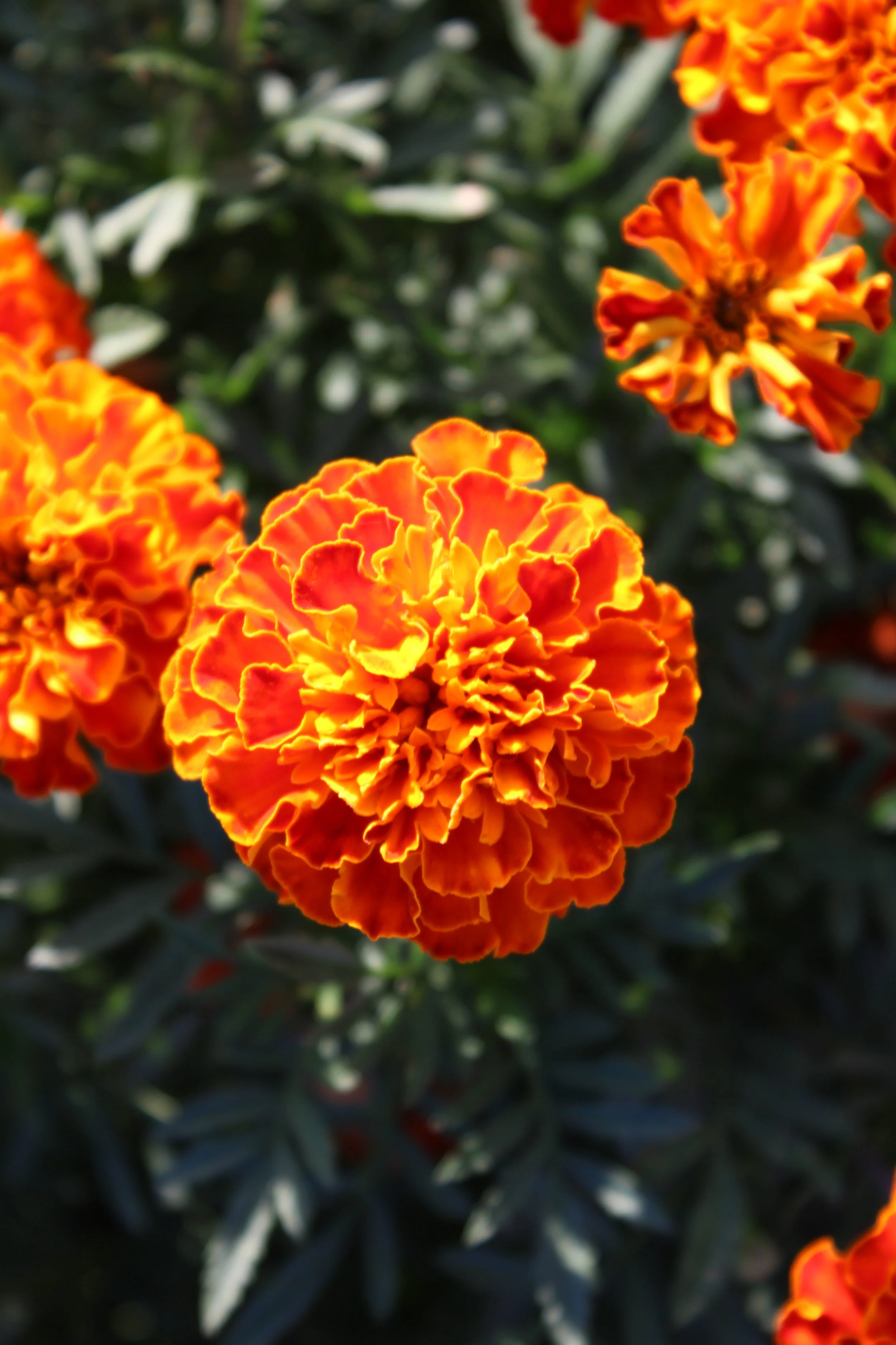 3 Little Lessons and Keep Your House from Blowing Down