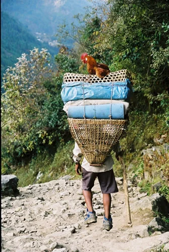 Annabel_Illingworth_Nepal_cockrel_on_basket.jpg