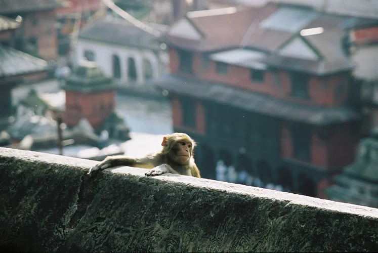 Annabel_Illingworth_Nepal_monkey_at_pashupatinath_2.jpg