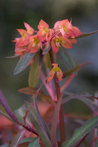 Annabel_Illingworth_Flora AchnacloichGardenPlant.jpg