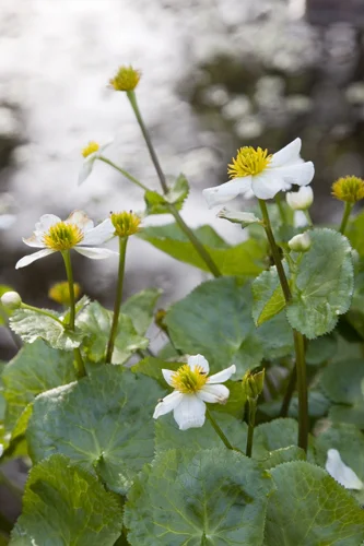Annabel_Illingworth_Flora AchnacloichPond.jpg