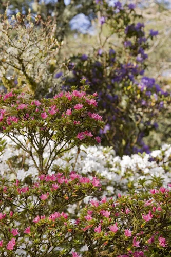 Annabel_Illingworth_Flora AchnacloichRhodis.jpg
