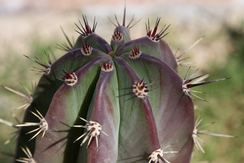 Annabel_Illingworth_Flora Cactus.jpg