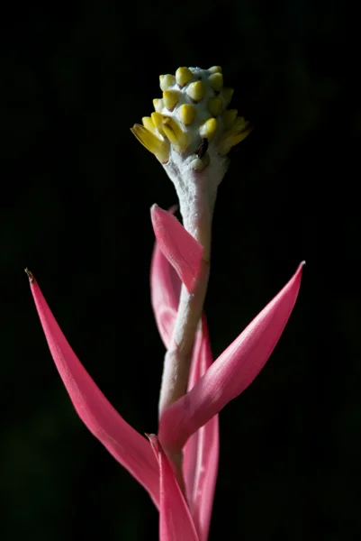 Annabel_Illingworth_Flora Kew Plant.jpg