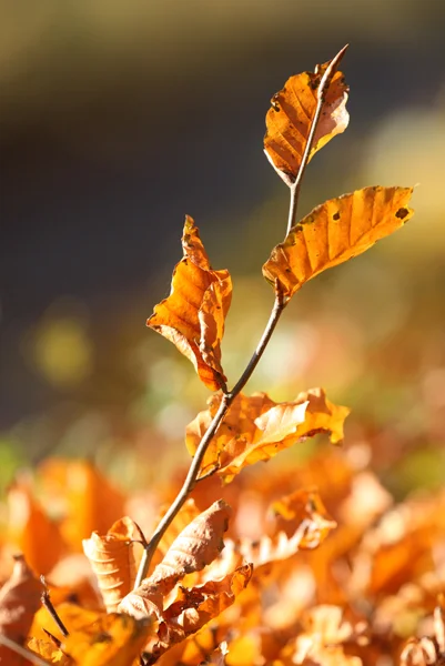 Annabel_Illingworth_Flora Leaves.jpg