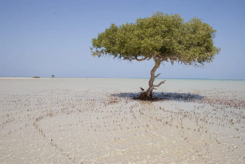 Annabel_Illingworth_Flora Mangrove Marsa Alam.jpg