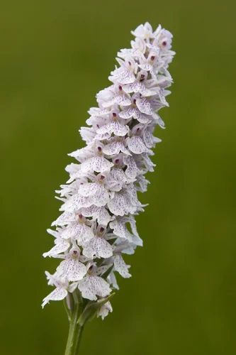 Annabel_Illingworth_Flora WildOrchid.jpg