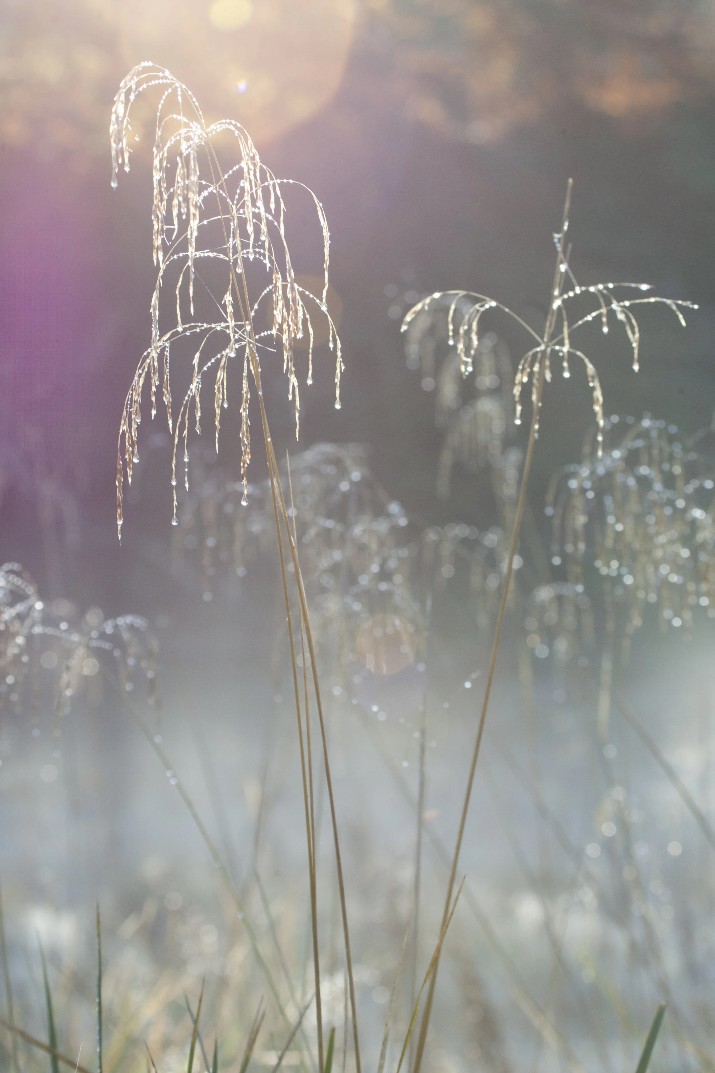 Annabel_Illingworth_Flora MorningFrost.jpg