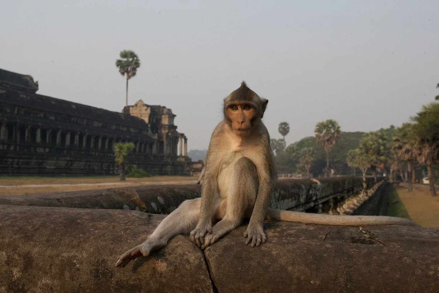 Annabel_Illingworth_Wildlife AngkorWatMonkey.jpg