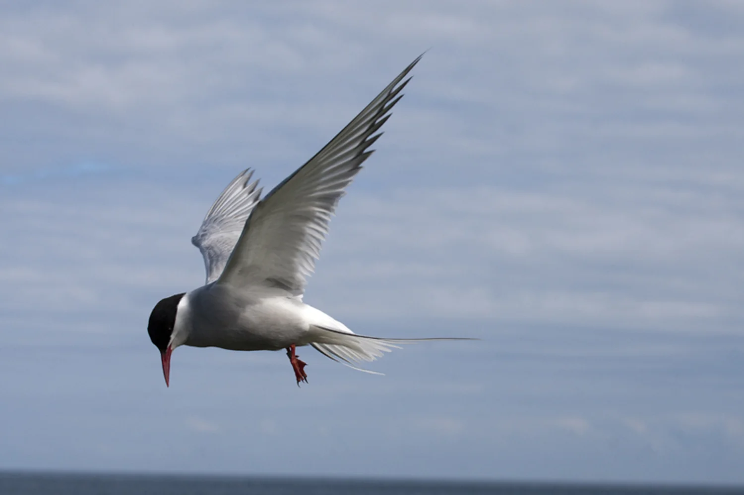 Annabel_Illingworth_Wildlife FarneIslandTerne.jpg