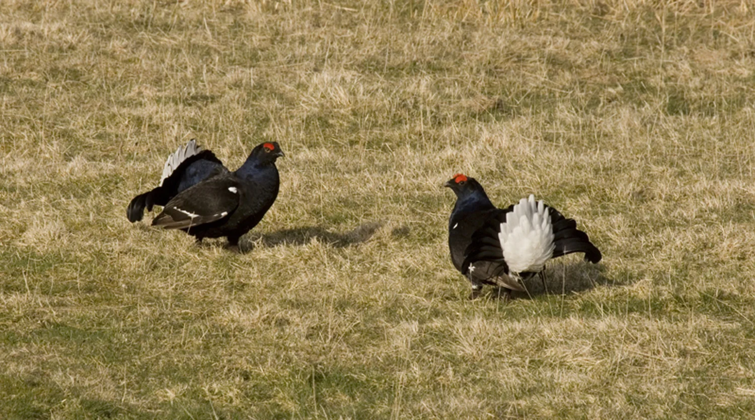 Annabel_Illingworth_Wildlife Black Grouse 2.jpg