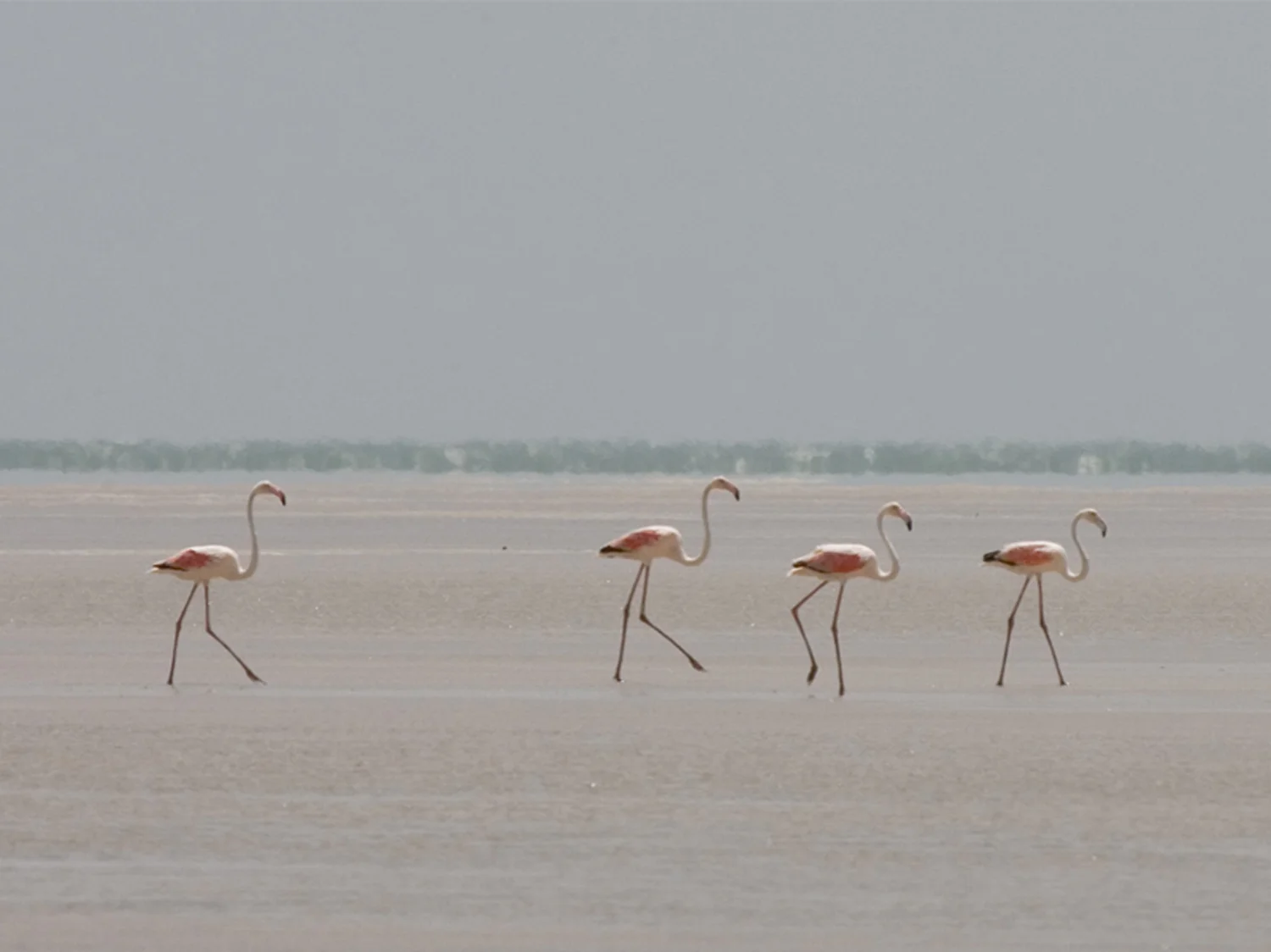 Annabel_Illingworth_Wildlife flamingoes.jpg