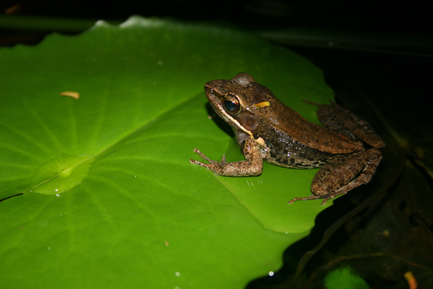Annabel_Illingworth_Wildlife frog.jpg