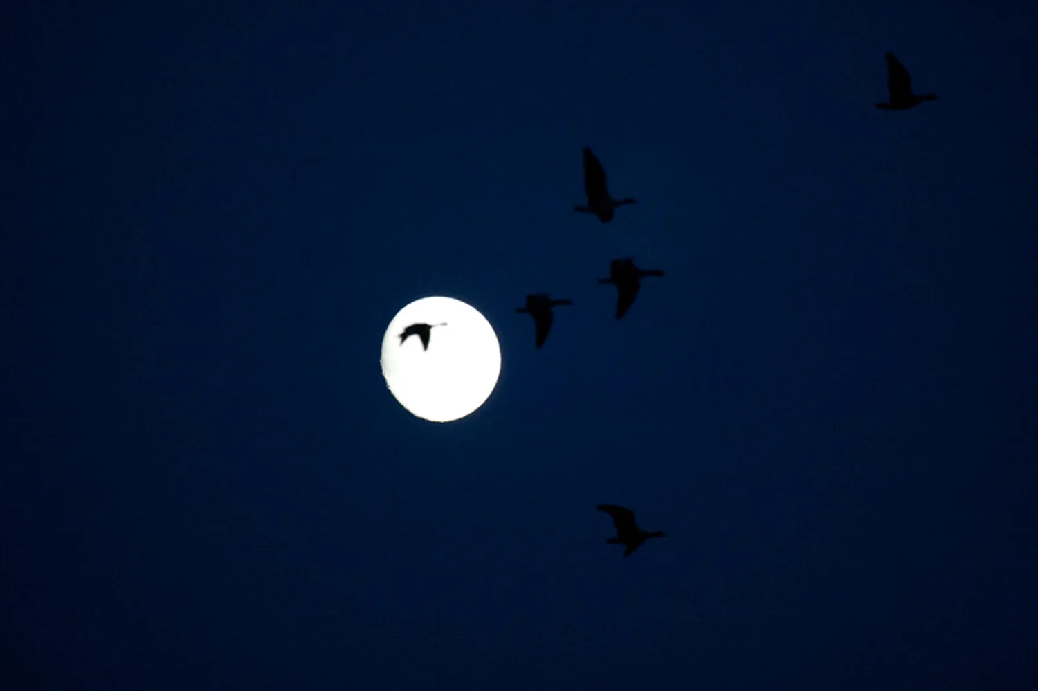 Annabel_Illingworth_Wildlife LochLevenDusk.jpg