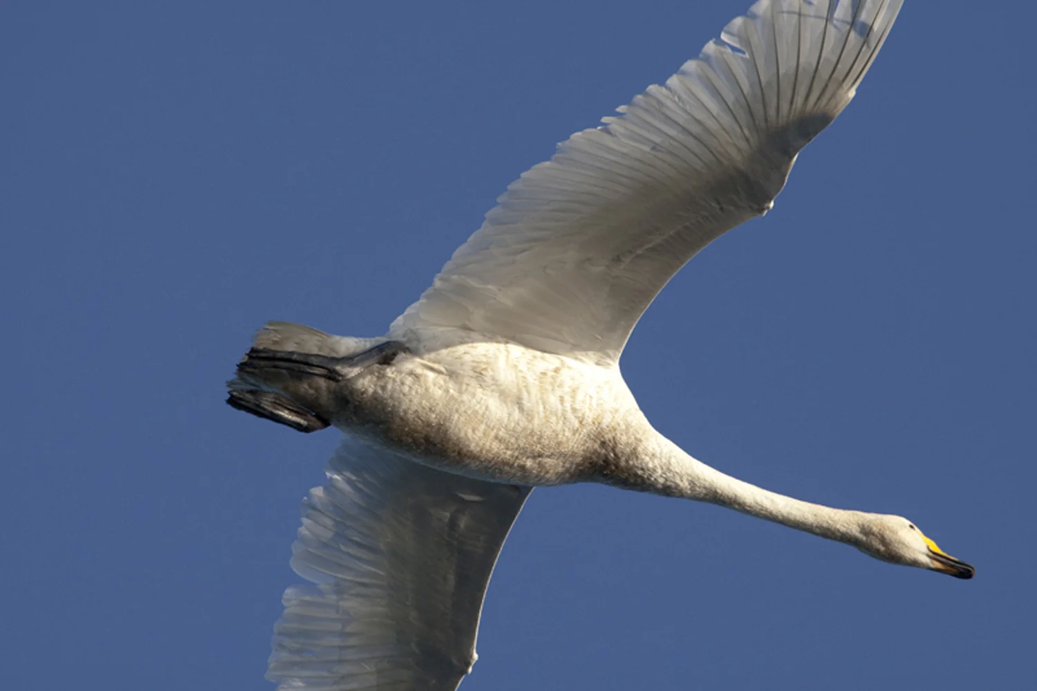 Annabel_Illingworth_Wildlife LockLevenSwan.jpg