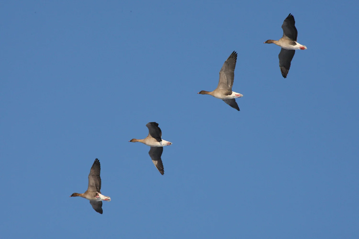 Annabel_Illingworth_Wildlife LothianWildGeese.jpg