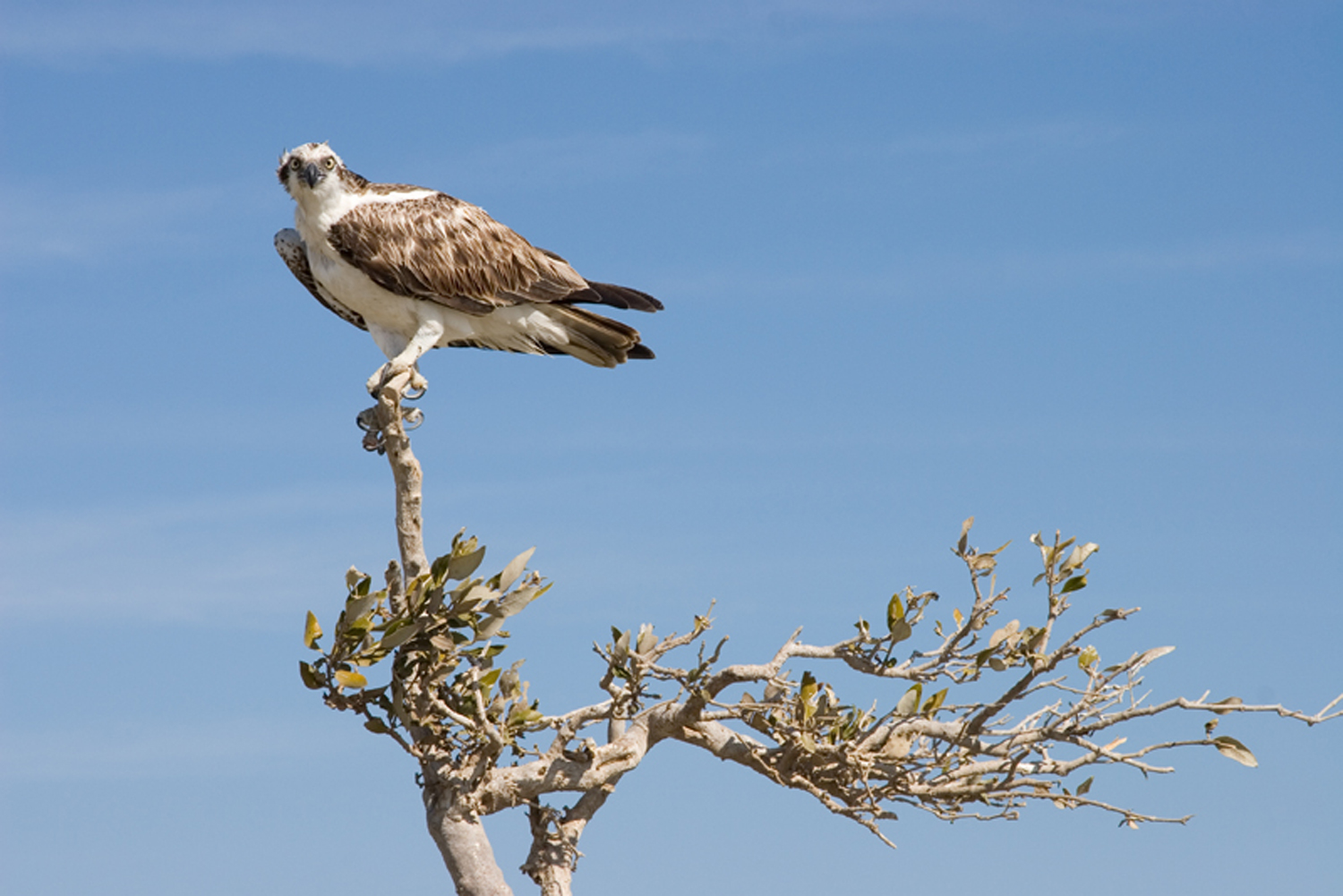 Annabel_Illingworth_Wildlife Marsa Alam Osprey.jpg