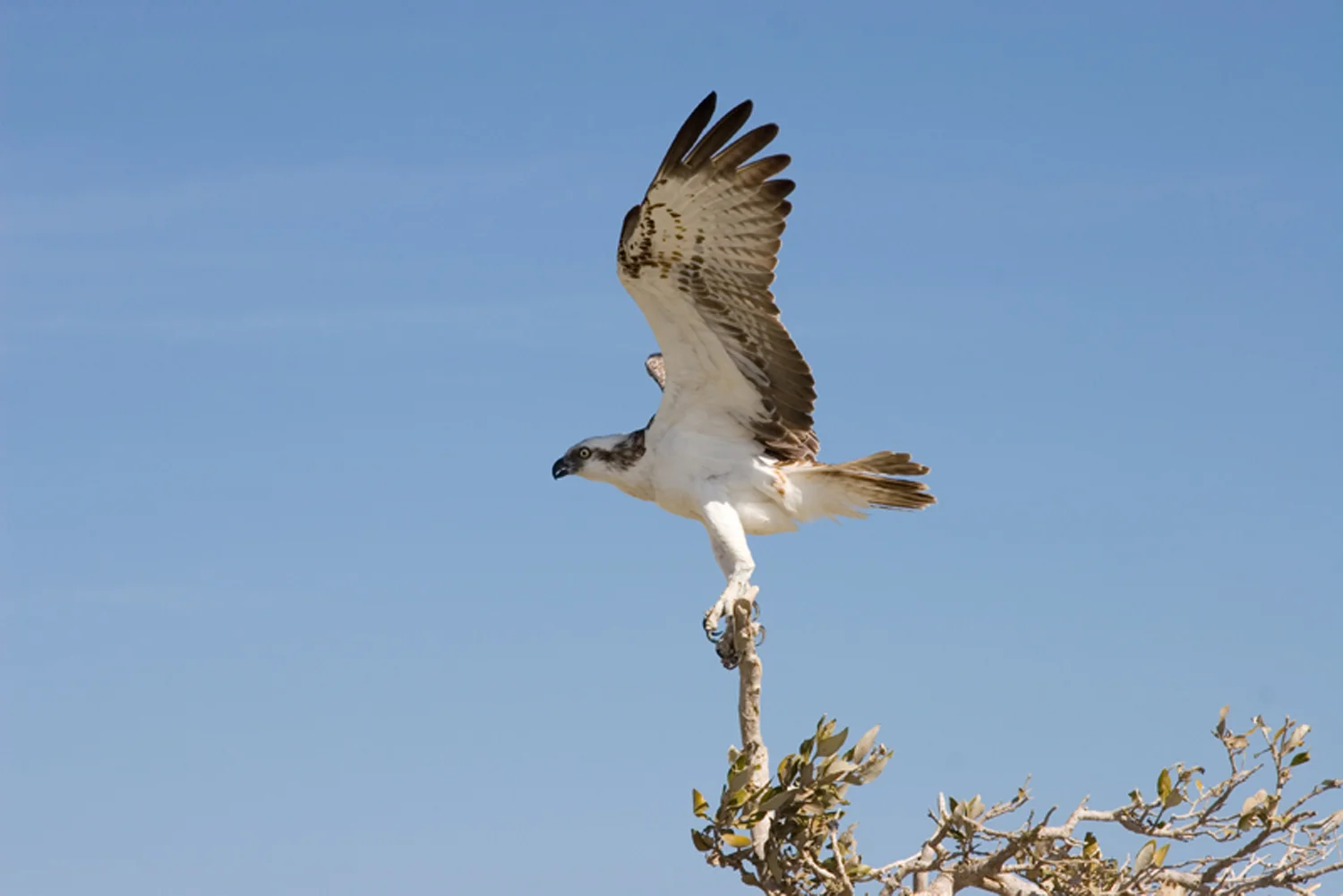 Annabel_Illingworth_Wildlife Osprey Marsa Alam.jpg