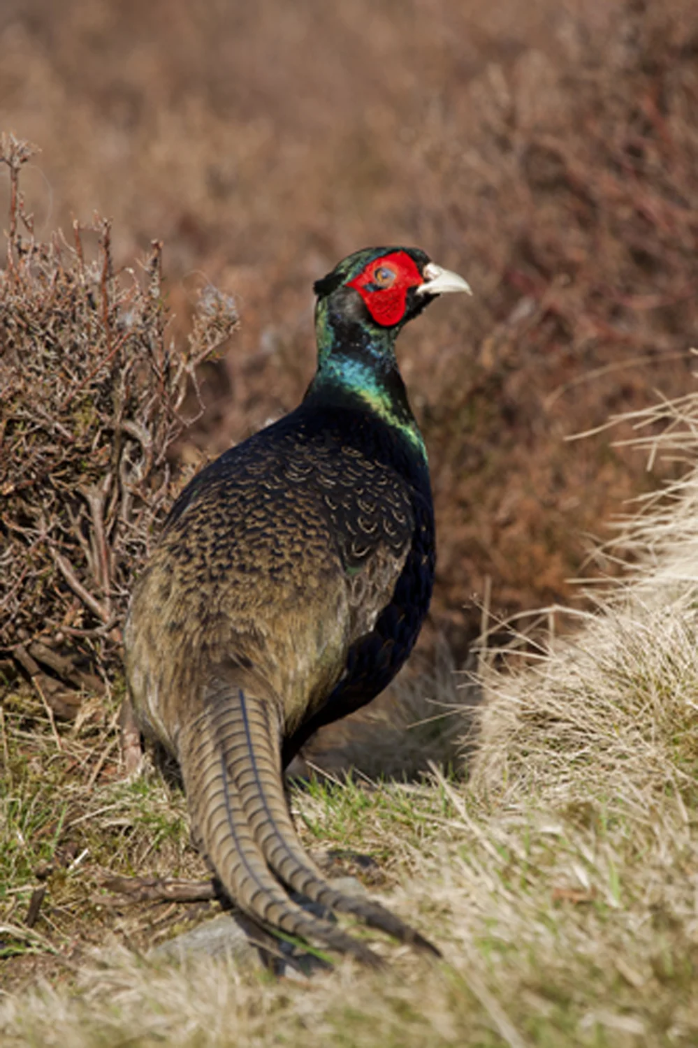 Annabel_Illingworth_Wildlife PosingPheasat.jpg