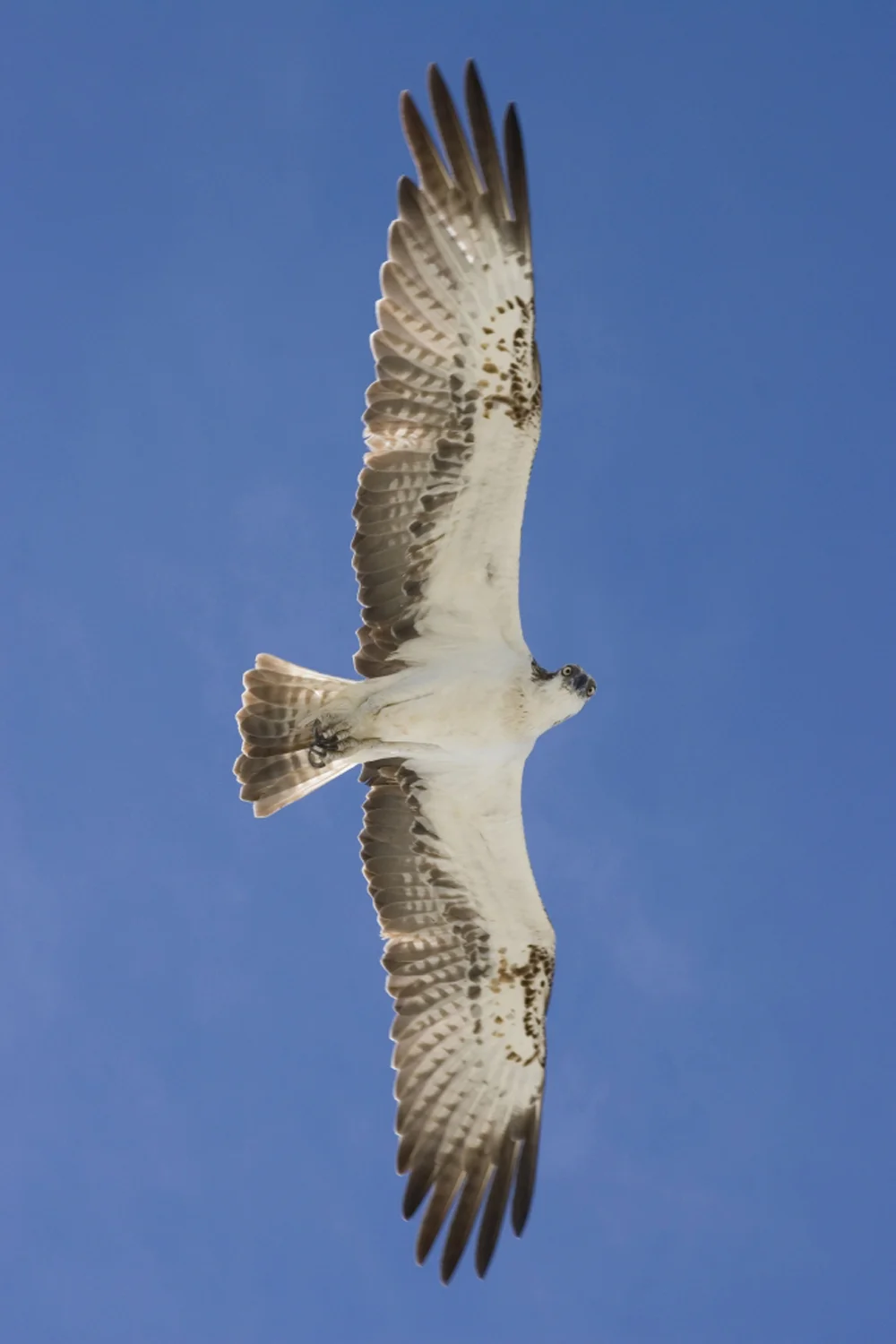 Annabel_Illingworth_Wildlife wingspan osprey.jpg