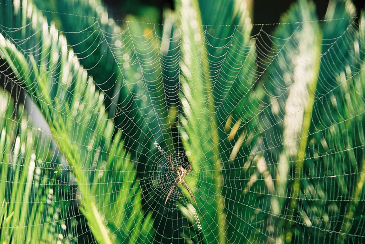 Annabel_Illingworth_Wildlife spider_web.jpg