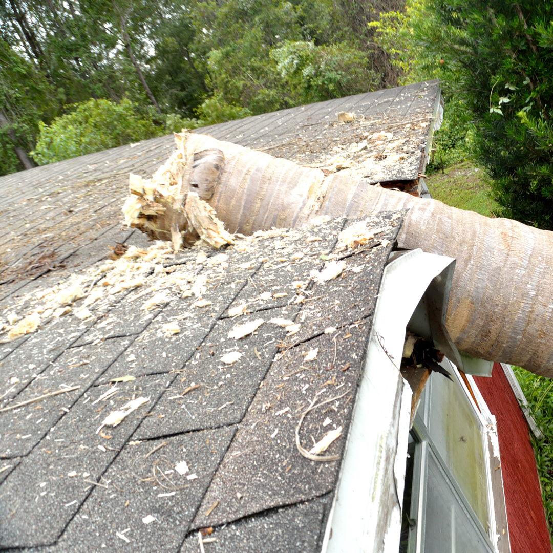 palm-tree-roof.jpg