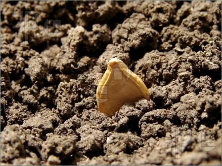 Pumpkin-Seed-1602276