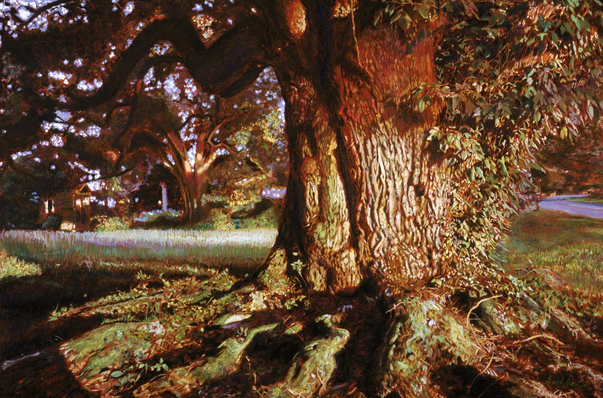 Louisiana Oak , print edition print, 24” x 36”, ed. 99, 2004